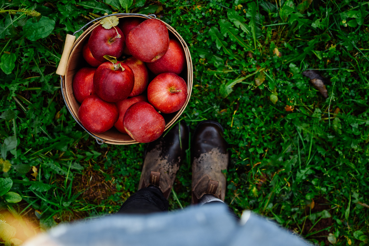 applepicking_thefarmersdaughter_kelseysiemens-66.jpg
