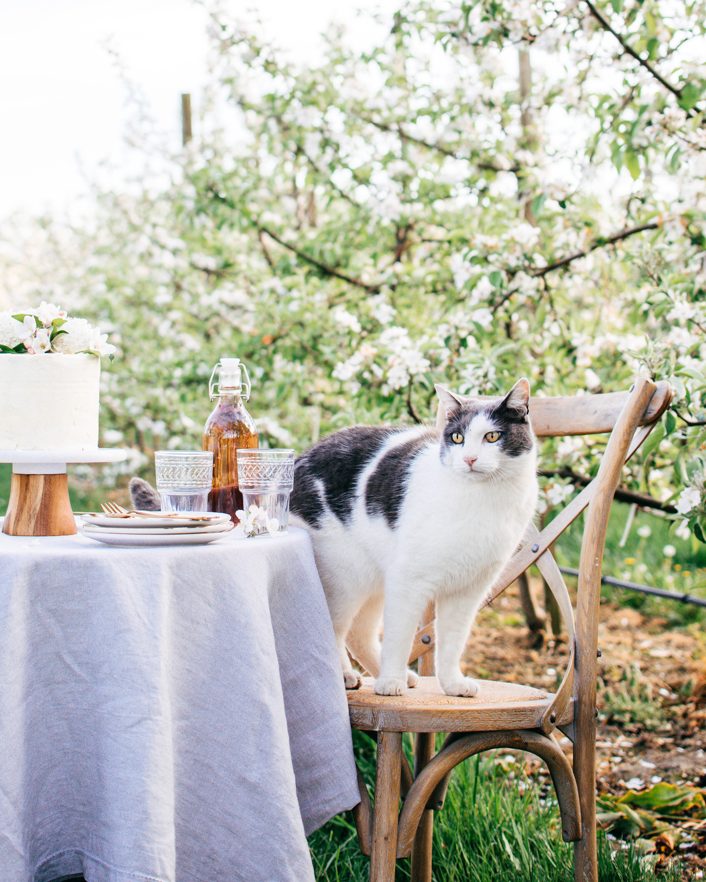 orange-blossom-cake-orchard-shoot-the-farmers-daughter-10.jpg