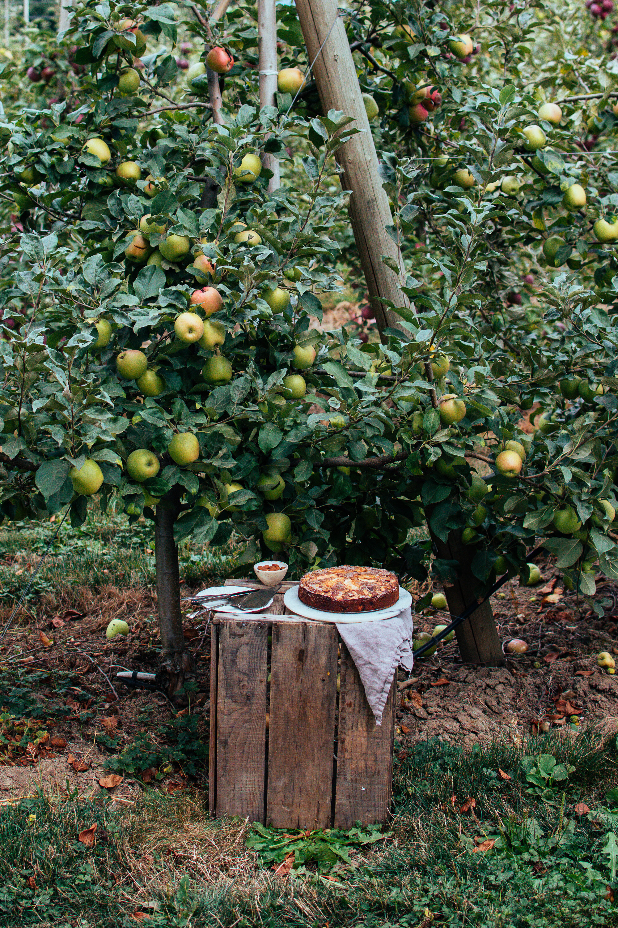 apple-almond-cake-the-farmers-daughter-blog-2021-1.jpg