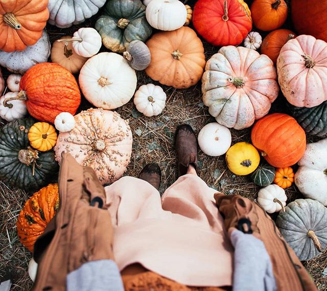 I guess I'll stop posting pumpkins now...until next year!! 🎃🎃🎃
.
#tfdpumpkins #fallingfortheharvest #fallvibes #fallishere #autumnmood #seasonspoetry #whimsicalwonderfulwild #quietinthewild #farmlife #farmlifebestlife #womenwhofarm #farmgirl #thesimplelife #livethelittlethings #livefolk #thehappynow #thefarmersdaughter