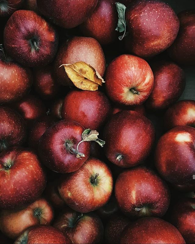 star speckled jonagold. an image I share, without fail, every autumn ❤
#autumnmood #moodygrams  #livesimply #autumnismyseason #fallvibes #fallishere #seasonspoetry #whimsicalwonderfulwild #theartofslowliving #foodstyling #foodphotography #farmlife #farmlifebestlife #womenwhofarm #farmgirl #thesimplelife #livethelittlethings #livefolk #thehappynow #farmtotable #thefarmersdaughter